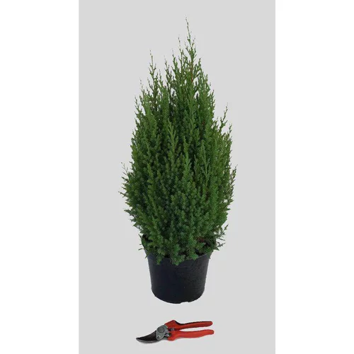 Pour faciliter le quotidien au jardin：Juniperus Chinensis Stricta (Genévrier de Chine) 60/80 en pot de 5 L vert