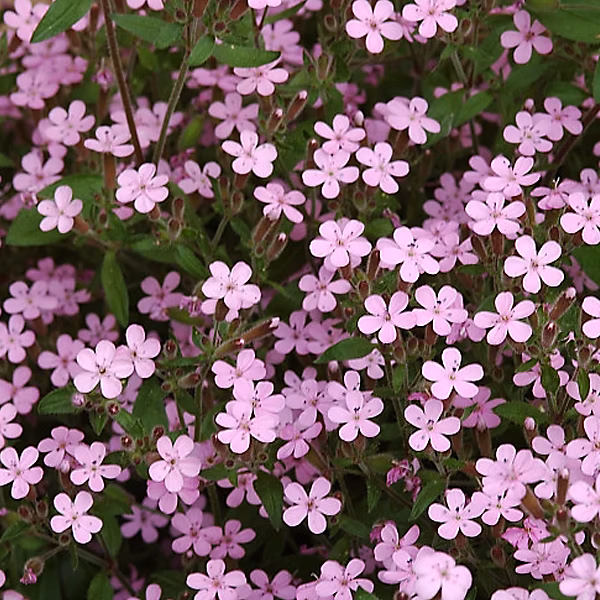 6 x Saponaire de Montpellier – Saponaria ocymoides, godet 9cm x 9cm