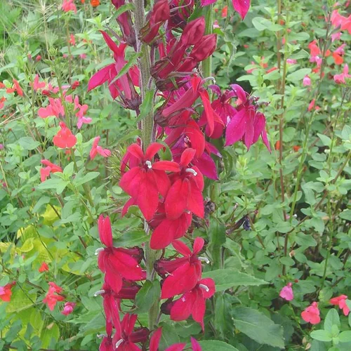 Pour vivre dehors:Lobelia Fan Deep - Le pot de 7,5 litres
