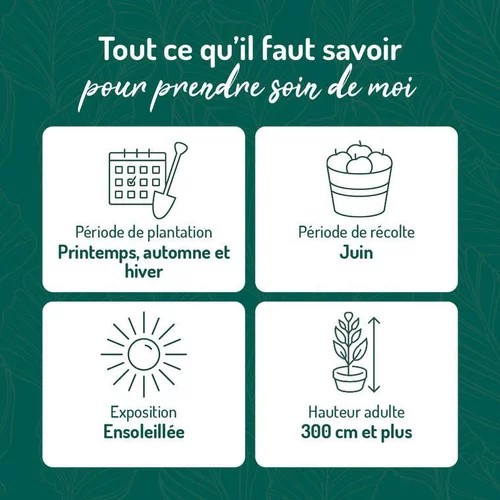 Confort pour le jardin：Cerisier Big. Burlat. Le pot de 15 litres, forme 1/2 tige
