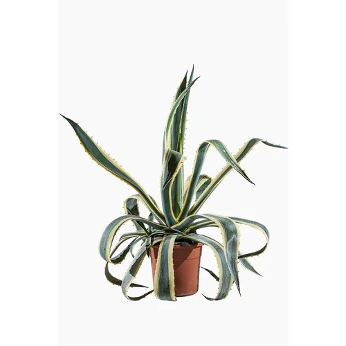 Jardin bien-être:Agave Americana Marginata (Agave Américain Panaché) en pot de 30 L jaune