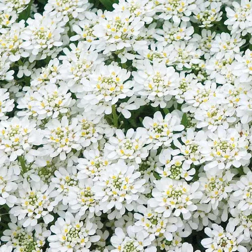 Le petit plus du jardin:Iberis Sempervirens - Le pot de 9 x 9 cm