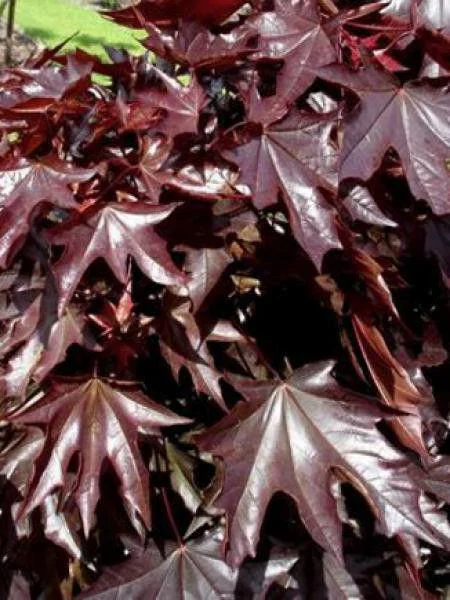 Style pour le jardin:Érable Platane Crimson King. Le pot de 30 litres