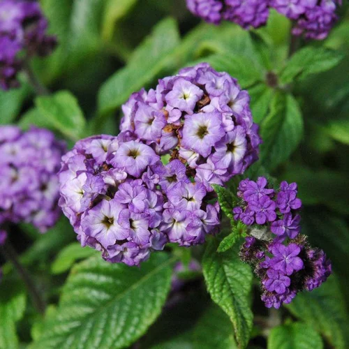 Pensé pour le jardin:Héliotrope ou Herbe de Saint-Fiacre à fleurs bleues - Le pot de 2,5 litres