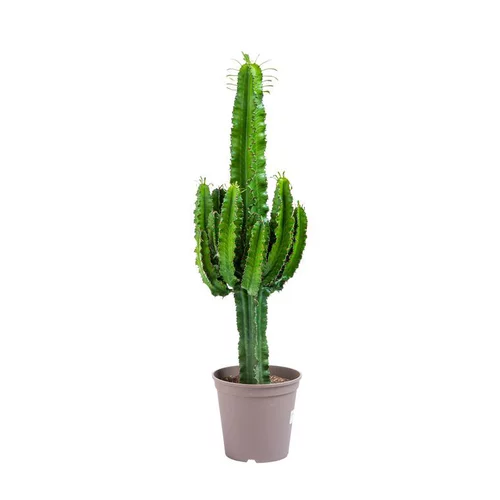Jardin à organiser：Euphorbe d'Erythrée 100 cm. Le pot de 22 cm