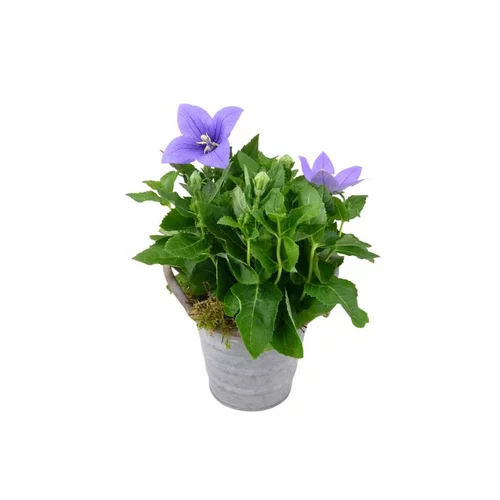 Pour plus de praticité au jardin：platycodon - Pot zinc