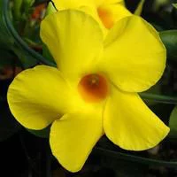 Pour faciliter la vie dehors:Allamanda - Le pot de 1 litre