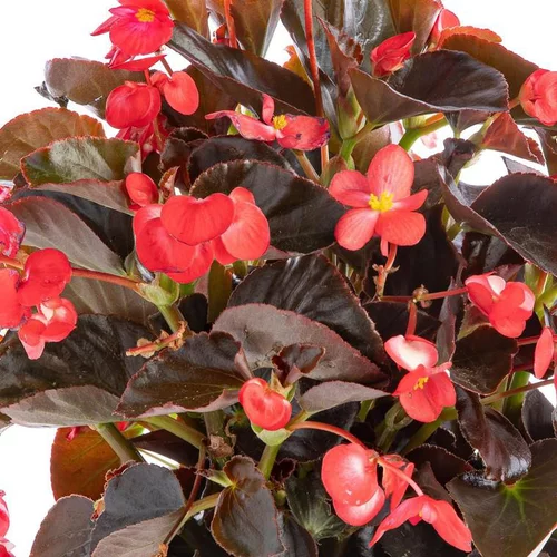 Sélection nature：Bégonia Big à fleurs multicolores - Le pot Ø 10,5 cm