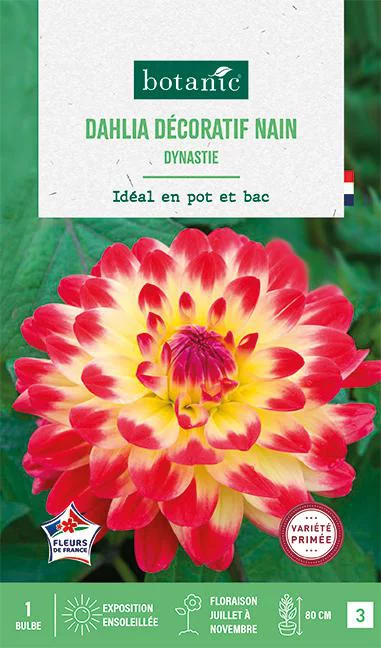 Solution pratique：Bulbe de fleurs Dalhia décoratif nain Dynastie botanic® - 1 bulbe
