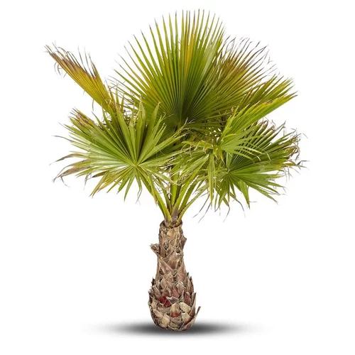 Le compagnon de vos extérieurs：Washingtonia Robusta ou Palmier du Mexique 80/100 cm en pot de 17 L