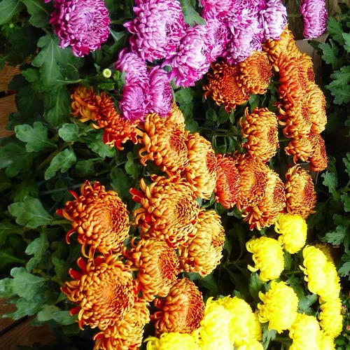 Pour vos projets jardin：Chrysanthème à grandes fleurs doubles multicolores - La coupe Ø 27 cm