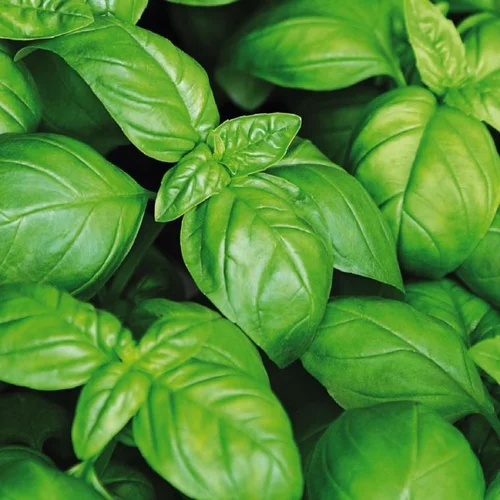 Pour enrichir votre univers jardin：Basilic Grand Vert Bio. La jardinière de 40 cm