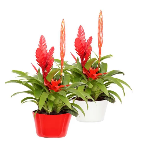 Fonctionnel au jardin:Plante fleurie Bromeliacee - Ø 16 cm