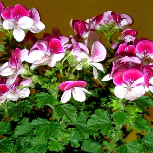 Extérieur nature：Pélargonium à petites fleurs - Le pot de 2,5 litres