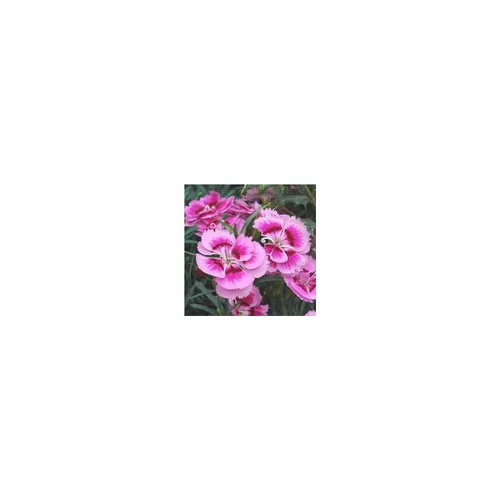 Confort pour le jardin：Oeillet Nain - Le pot de 10.5 cm