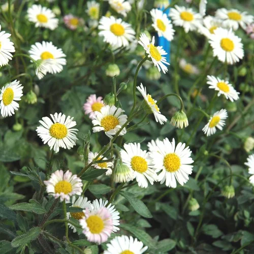 Extérieur équipement：Vergerette de Kavinsky ou Pâquerette des murailles à fleurs blanc rosé - Le barquette de 6 plants