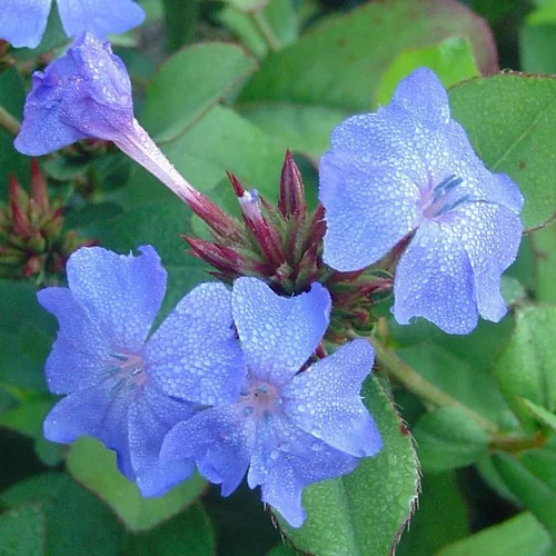 À découvrir pour le jardin：Ceratostigma - Le pot de 3 litres