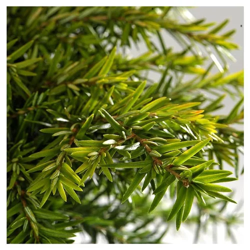 Une sélection pour le jardin：Thuya Occidentalis Danica