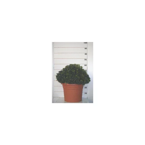 Pour vivre dehors:Euonymus Japonicus Microphyllus vert en pot de 10 L