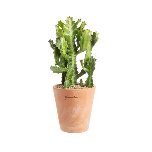 Solution jardin：Euphorbia pseudocactus en pot terre cuite H 10 x Ø 15 cm