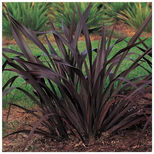 Pour mieux organiser vos extérieurs：Phormium Tenax Variegatum - pot 10 L