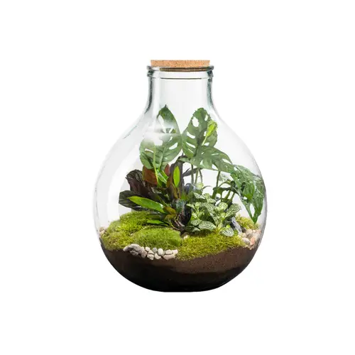 Pour valoriser votre jardin:Terrarium autonome botanic® Karafu - Taille 25 L Ø 37 cm H 46 cm
