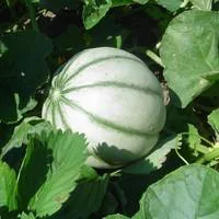Utile dehors:Melon Bio. La barquette de 4 plants
