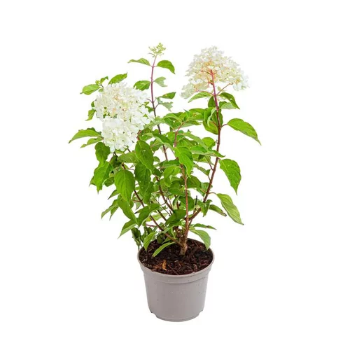 Spécial jardin：Hortensia Arborescens Annabelle - pot 5 L