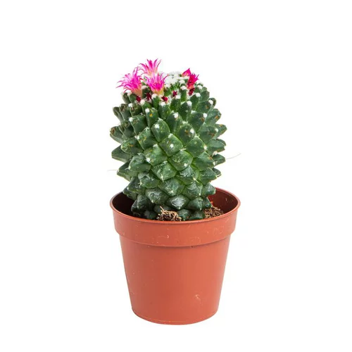 Une sélection pensée pour l’extérieur：Cactus varié botanic® - Pot 5,5 cm de diamètre