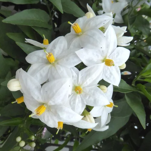 Jardin et loisirs：Solanum Jasminoides - Le pot de 0,5 litre