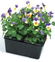 Choix jardin：Viola Cornuta - La barquette de 6 plants