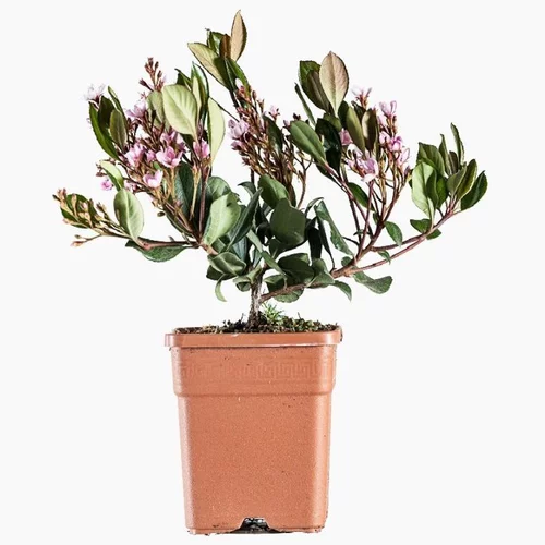 Espace vert malin：Raphiolepis Indica (Aubépine des Indes) en pot de 5 L vert
