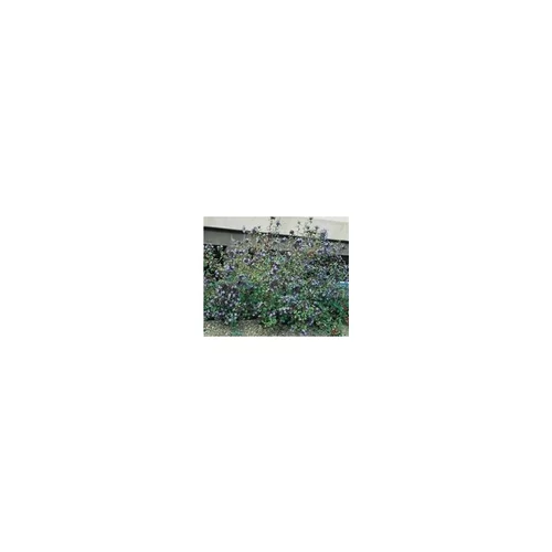 Utile jardin:Ceratostigma Willmottianum ou Plumbago de Wilmott bleu en pot de 3 L