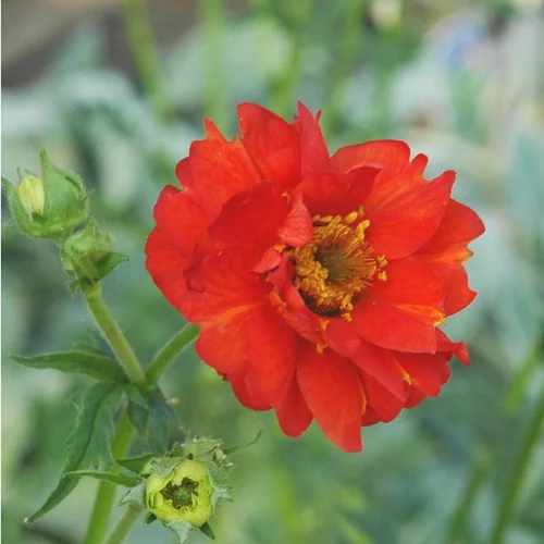 Une touche pratique au jardin：Geum Varie - Le pot de 1 litre