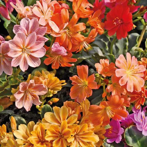 La solution pour votre jardin:Lewisia Cotyledon - Le pot de 9 x 9 cm