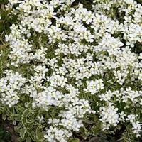 Extérieur malin：Arabette corbeille d'argent - La barquette de 6 plants