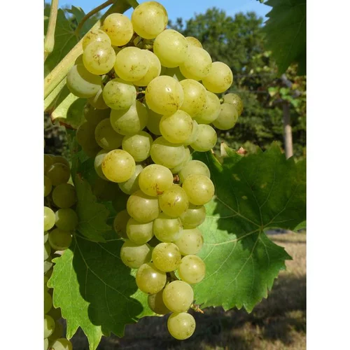 Tendance extérieur:Vigne Muscat Blanc 'Birstaler Muskat'. Le pot de 5 litres