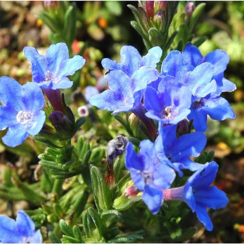 Bien dehors：Lithodora 'Heavenly Blue' - Le pot de 1 litre