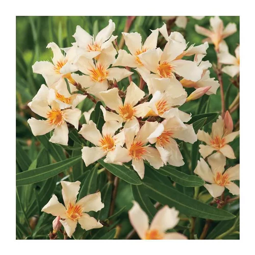 Style au jardin:Laurier Rose Angiolo Pucci. Le pot de 15 litres