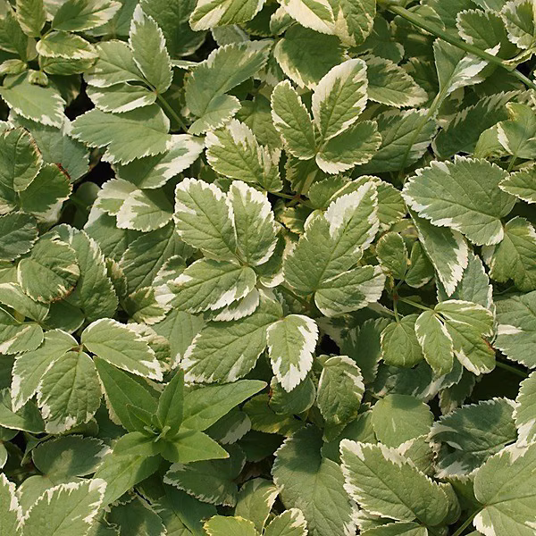 6 x Herbe aux goutteux 'Variegatum' – Aegopodium podagraria 'Variegatum', godet 9cm x 9cm