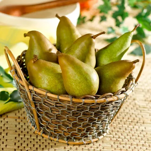 Bien pensé pour le jardin：Poirier Delbard Gourmande ® Delsavor. Le pot de 10 litres forme palmette U simple