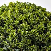 À découvrir pour le jardin：Buis - Le pack de 10 plants