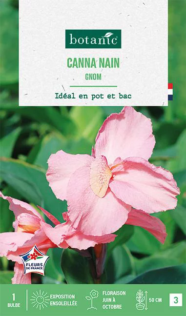 Utile pour l’extérieur：Bulbe de fleurs Canna Gnom botanic® - 1 bulbe