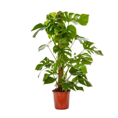 Choix jardin：Philodendron. Le pot Ø 24 cm