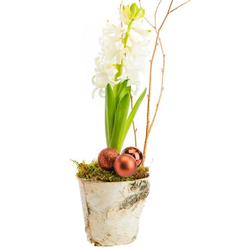 Nature maison:Composition florale jacinthe pot bouleau coloris multicolore