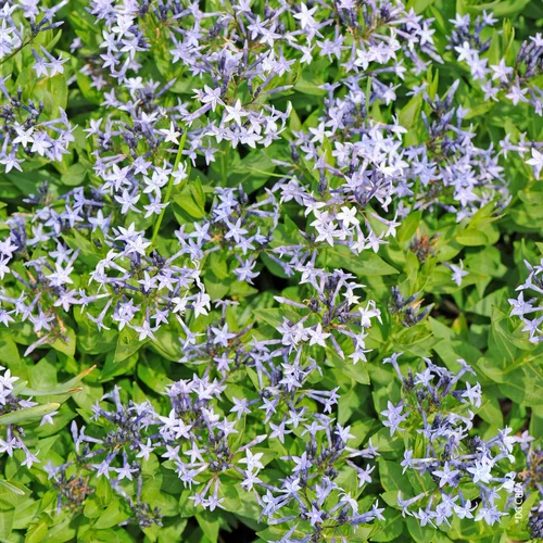 Pour mieux équiper vos extérieurs：Amsonia Taber Blue Ice. Le pot de 4 litres