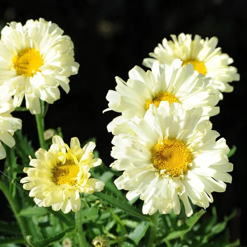 Pour profiter pleinement du jardin:Marguerite d’été real neat blanche en pot de 2 L