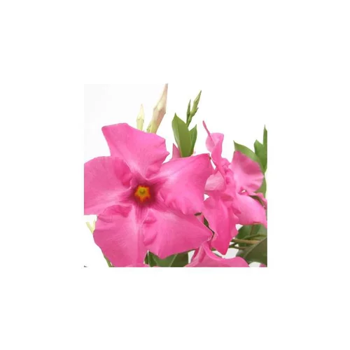 Pour mieux aménager votre jardin:Mandevilla Tourmaline buisson - Le pot de 1 litre