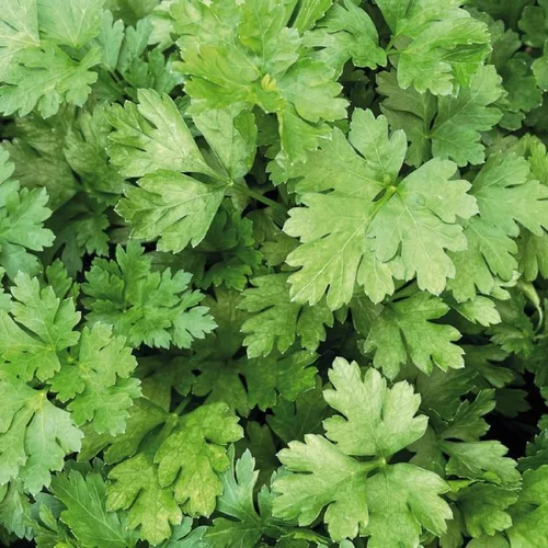 Univers jardin：Persil Commun Bio. Le pot de 4,6 litres