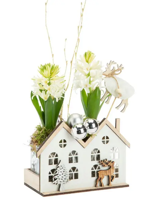 Idéal pour l’extérieur：Jacinthe x 2 maisonnette blanche -16 x 9 cm